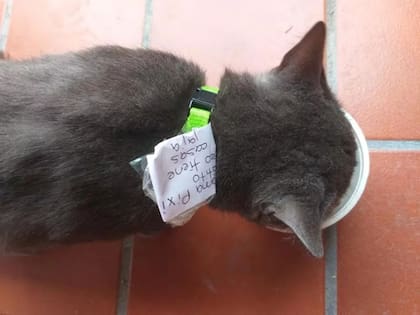 Pixi comiendo con el mensaje