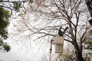 Ya se hicieron 26 mil podas de árboles en la Ciudad en lo que va de 2024