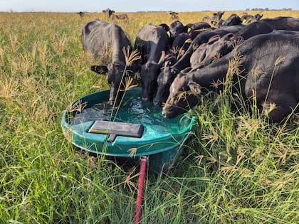 Planifica e instala sistemas integrales de agua para ganadería pastoril