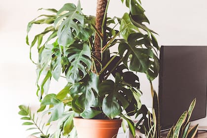 Una variedad de filodendro muy de moda