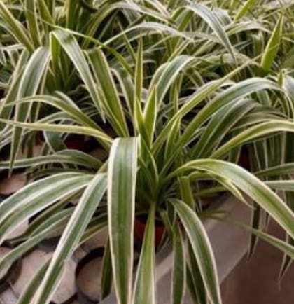 Planta "cinta"