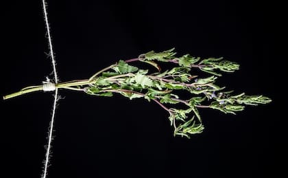 Planta de melisa o toronjil. Foto: Jorge Garaiz / El Universal