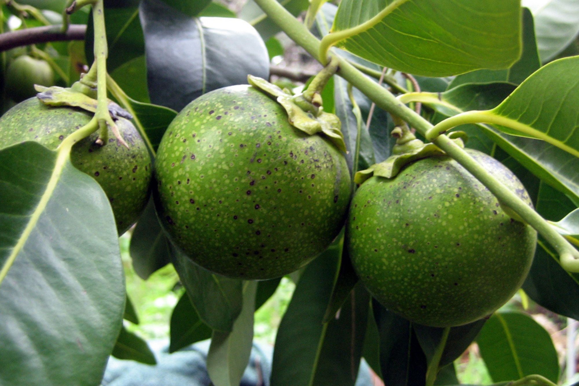 Planta de zapote negro (Gobierno de México)