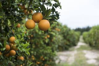Frutas y verduras: la posibilidad de acercar el campo a la mesa