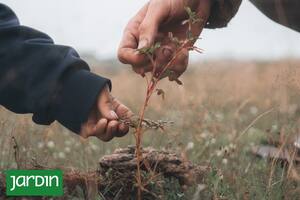 Cómo disminuir los efectos de la sequía a través de la siembra de árboles nativos