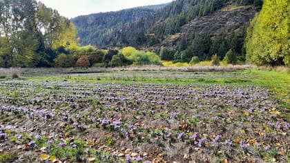 Plantación de azafrán al pie del Piltriquitrón