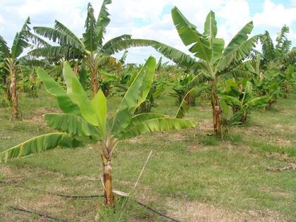 Plantación de banana en Formosa