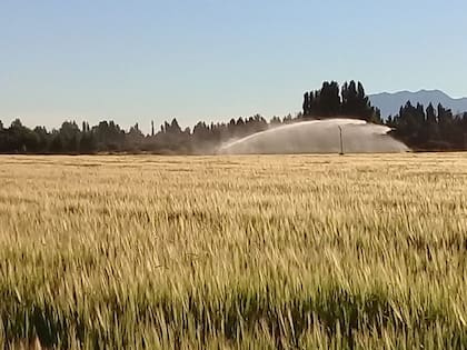 Plantación de cebada en El Maitén, con semillas traídas de Reino Unido