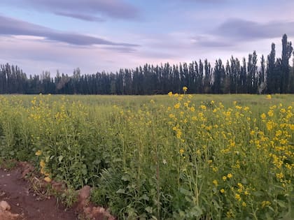 Plantación de mostazas de Arytza, en Río Negro
