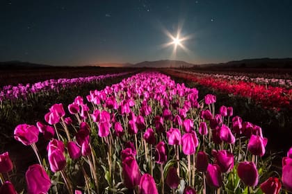 Plantación de tulipanes en Trevelin