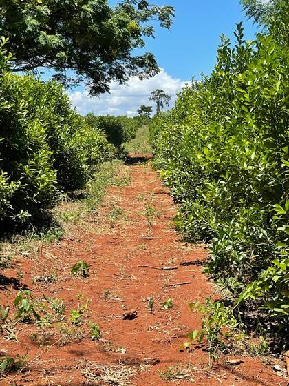 Plantación de yerba mate