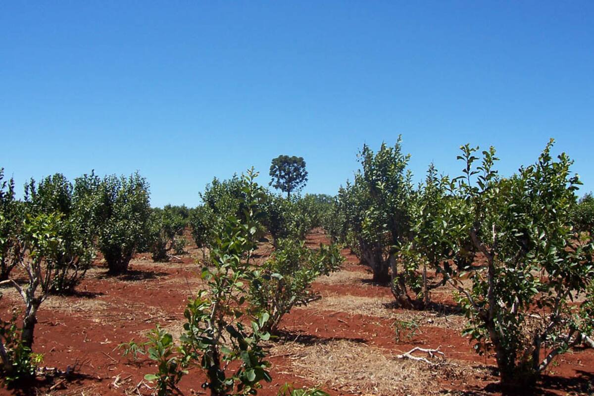 Misiones aplicou um corte de 40% aos empregados da Organização de Desenvolvimento Agrário Misiones aplicou um corte de 40% aos empregados da Organização de Desenvolvimento Agrário