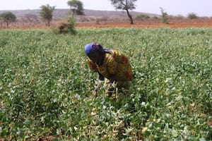 Plantación en el valle de Badaguichiri, en Nigeria, que se había convertido en un desierto a fines del siglo pasado.