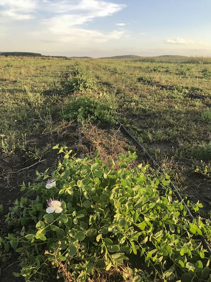 Plantación en las cercanías de Gardey, en el partido de Tandil, donde las condiciones son las apropiadas para su cultivo