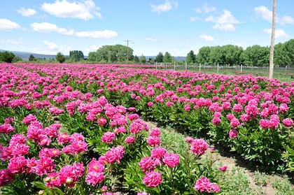 Plantaciones de peonías