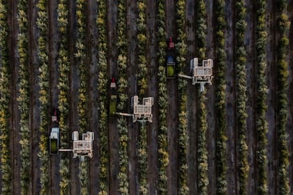 Plantaciones de olivares