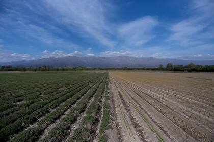 Plantaciones de orégano y romero en Villa Las Rosas