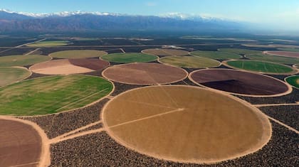 Plantaciones de papa en Mendoza. Simplot Argentina obtiene un tercio de su materia prima de campos propios.