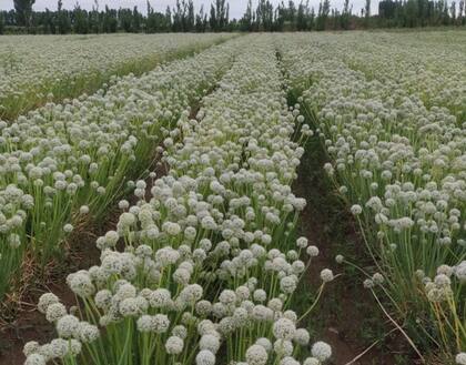 Plantaciones de semillas de cebollas en el sur sanjuanino, a la espera del agua