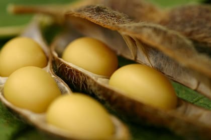 Según Ciara-CEC, "en cuatro semanas los productores redujeron la oferta de soja de 1,5 millones de toneladas a 500.000 toneladas, en términos semanales”