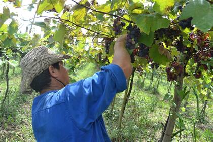Hay 2.000.000 de trabajadores rurales a nivel nacional