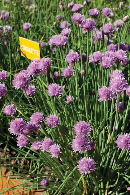 Plantadas en las cabeceras de los canteros, las plantas de ciboulette disuaden a diversas plagas con sus aceites aromáticos.