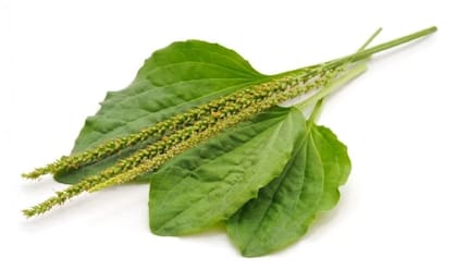 Plantago major es su nombre científico