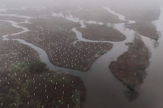 Plantan 30.000 árboles en Luisiana para restablecer la barrera devastada por el huracán Katrina