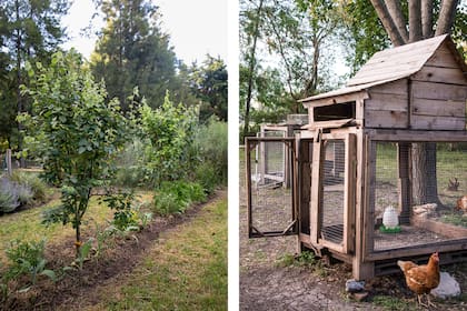 Plantar a los pies de los árboles frutales para mantener la cobertura del suelo (izq.). Las gallinas son grandes aliadas del compost y el control de plagas (der.)