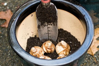Plantar bulbos, una de las tareas jardineras del invierno que no se pueden saltear si queremos flores en primavera.