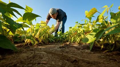 Plantar frijoles para obtener proteínas requiere mucha menos tierra que la que se requiere para producir carne vacuna.