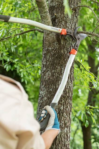 Plantar y trasplantar son dos tareas que conviene evitar en verano