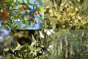 PlantArg, la ONG fundada y dirigida por el influencer Uki Deane, y Aves Argentinas buscan plantar y proteger 1.000.000 de árboles para mitigar el calentamiento global