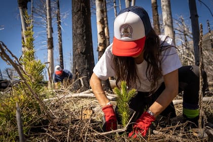 Plantaron 3000 araucarias para recuperar un bosque milenario en Ñorquinco, en el Parque Lanín