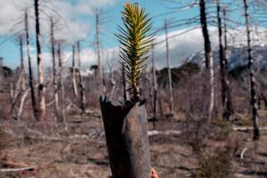 Plantaron 3000 araucarias para recuperar un bosque incendiado en Neuquén