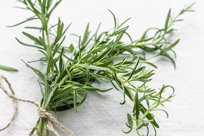 Plantas aromáticas como lavanda, romero, albahaca o hierba limón generan fragancias que pueden incomodar a estos animales