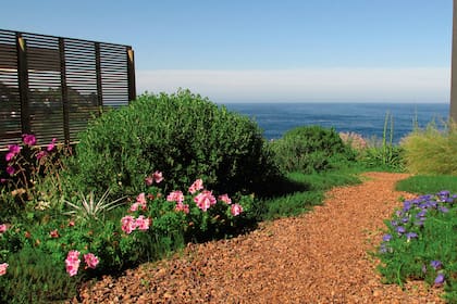 Plantas autóctonas del desierto florido de Chile, como Stipa caudata, Nolana rostrata (de flor azul), Alstroemeria pelegrina (de flores como nuestro amancay pero rosadas), Sphaeralcea obtusiloba (de flor rosada). Arbustos Baccharis concava marcan la estructura permanente del jardín.
