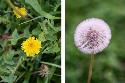 Plantas como el diente de león (Taraxacum officinale) ofrecen néctar y polen fuera de temporada, cuando otras flores aún no están disponibles