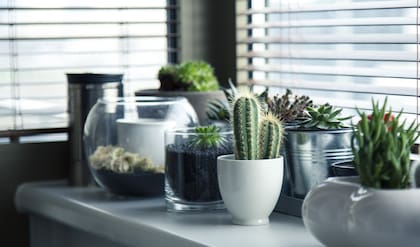 Plantas como el potus, romero, cactus, entre otras, son opciones que recomienda el Feng Shui para armonizar el hogar