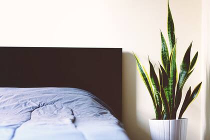 Plantas como la sansevieria contribuyen a mejorar la calidad del aire en los espacios interiores