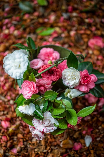 Plantas como las camelias no solo sobreviven al frío: lo embellecen