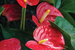 Cinco plantas de interior con flores vistosas para sumar color a tus ambientes