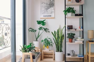 Estas 10 plantas de interior toleran los espacios más oscuros del hogar