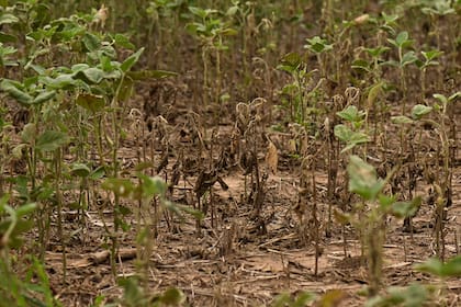 Plantas de soja afectadas por la sequía y las altas temperaturas se ven en un campo en Baradero, provincia de Buenos Aires, el 30 de marzo de 2023