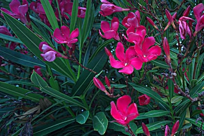 La adelfa o laurel de jardín esconde un poderosísimo veneno