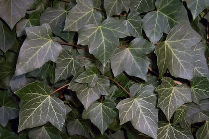 La hiedra se incluye en preparados para combatir la tos, pero nunca debería usarse de forma casera