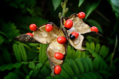 Plantas divinas, pero no muy amigables si se las come...