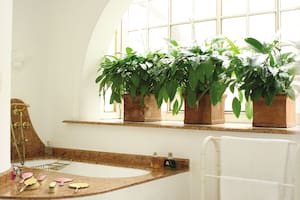 Plantas en el baño. En este caso, se trata de un espacio con un gran ventanal ambientado con Spathiphyllum plantados en secuencia de macetas.