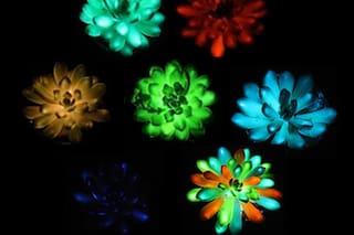 Descubrieron suculentas luminosas que brillan en la oscuridad de forma natural
