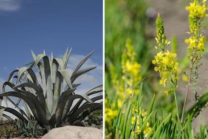 Plantas que soportan mucho viento, el Agave americana (izquierda) y Bulbine frutescens (derecha).
